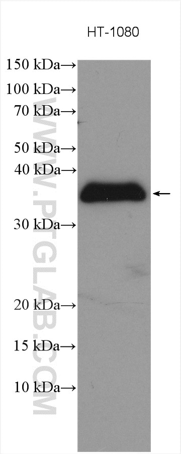 Western Blot (WB) analysis of various lysates using GDF15 Polyclonal antibody (27455-1-AP)