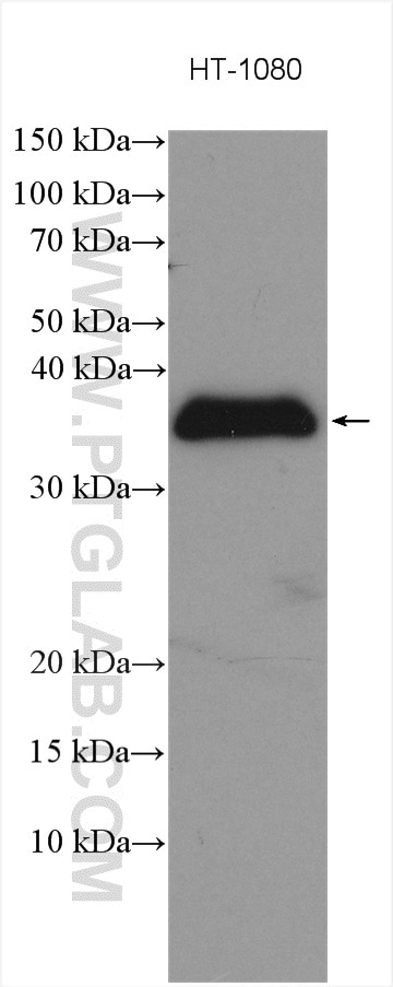 WB analysis using 27455-1-AP