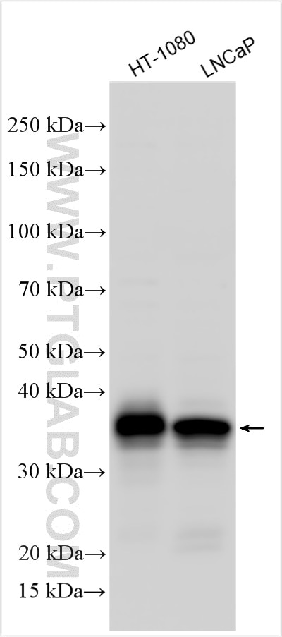Western Blot (WB) analysis of various lysates using GDF15 Polyclonal antibody (27455-1-AP)