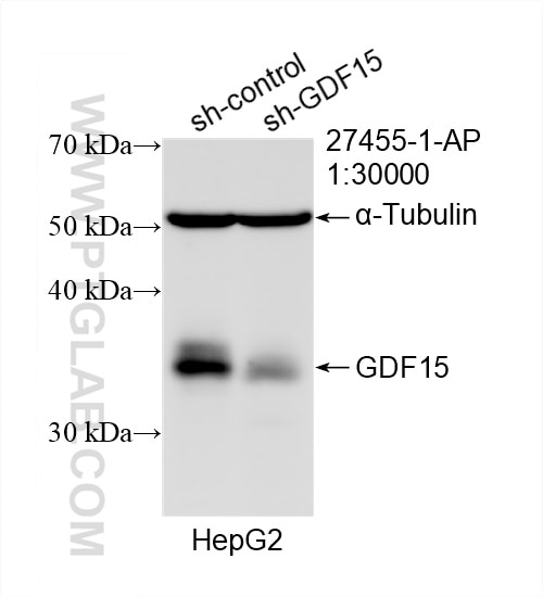 Western Blot (WB) analysis of HepG2 cells using GDF15 Polyclonal antibody (27455-1-AP)
