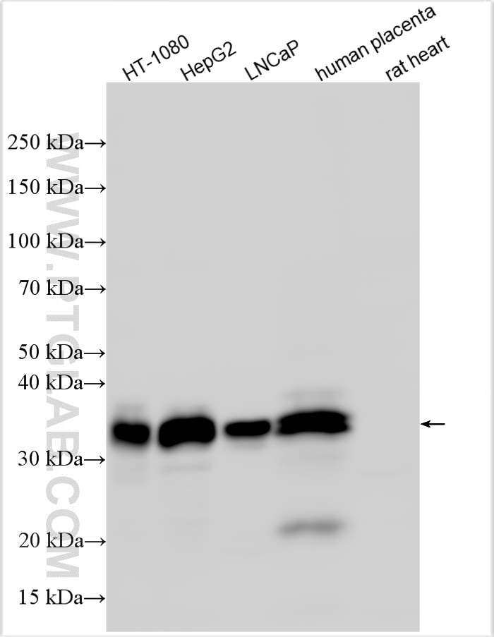 Western Blot (WB) analysis of various lysates using GDF-15 Polyclonal antibody (27455-1-AP)