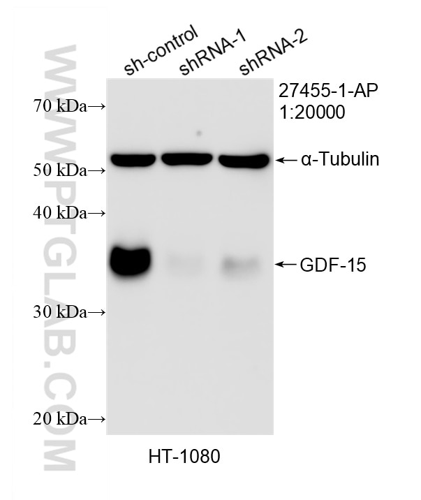 WB analysis of HT-1080 using 27455-1-AP Western Blot (WB) analysis of HT-1080 cells using GDF-15 Polyclonal antibody (27455-1-AP)