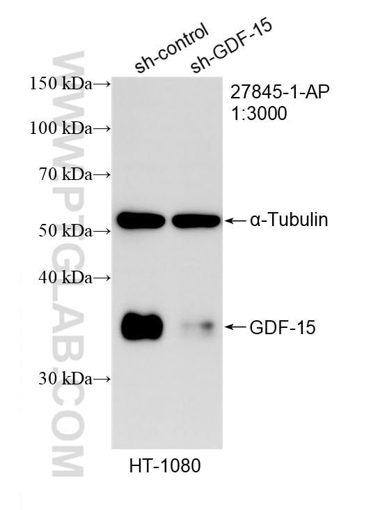 WB analysis of HT-1080 using 27845-1-AP Western Blot (WB) analysis of HT-1080 cells using GDF-15 Polyclonal antibody (27845-1-AP)