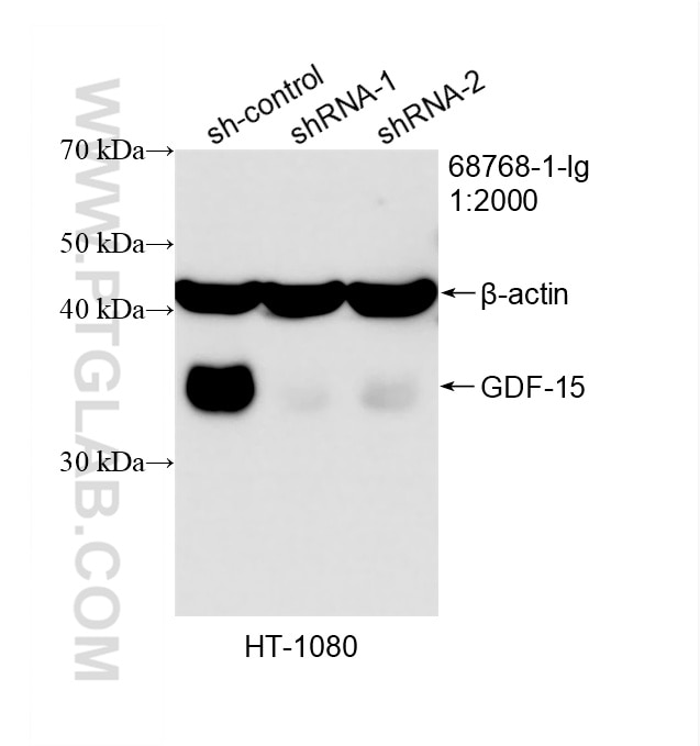 Western Blot (WB) analysis of HT-1080 cells using GDF-15 Monoclonal antibody (68768-1-Ig)