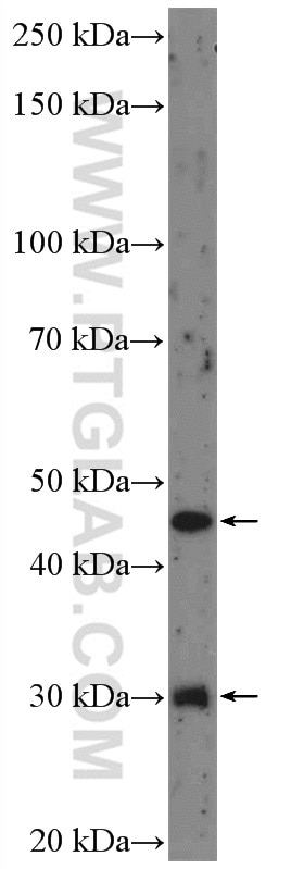 Western Blot (WB) analysis of L02 cells using BMP9 Polyclonal antibody (17769-1-AP)