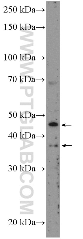 Western Blot (WB) analysis of SMMC-7721 cells using BMP9 Polyclonal antibody (17769-1-AP)