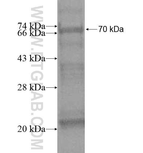 BMP9 fusion protein Ag12177 SDS-PAGE