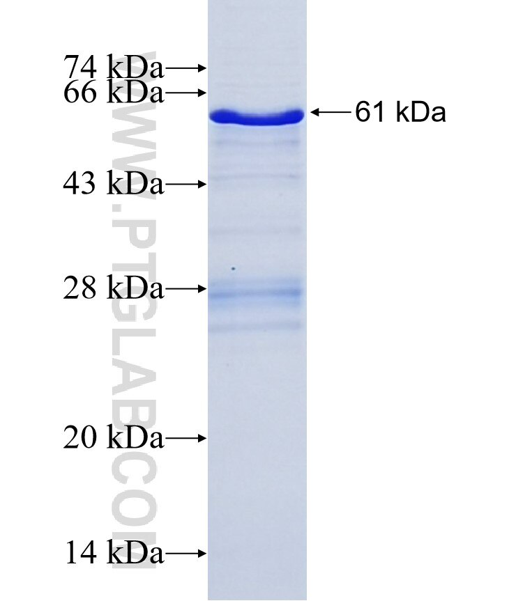 GDF5 fusion protein Ag6238 SDS-PAGE