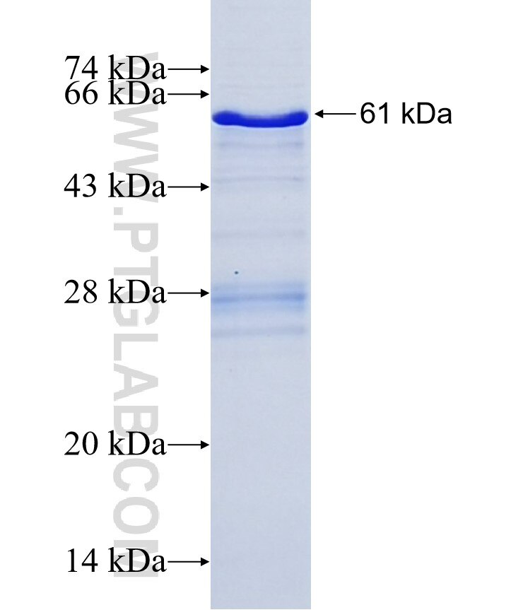 GDF5 fusion protein Ag6238 SDS-PAGE