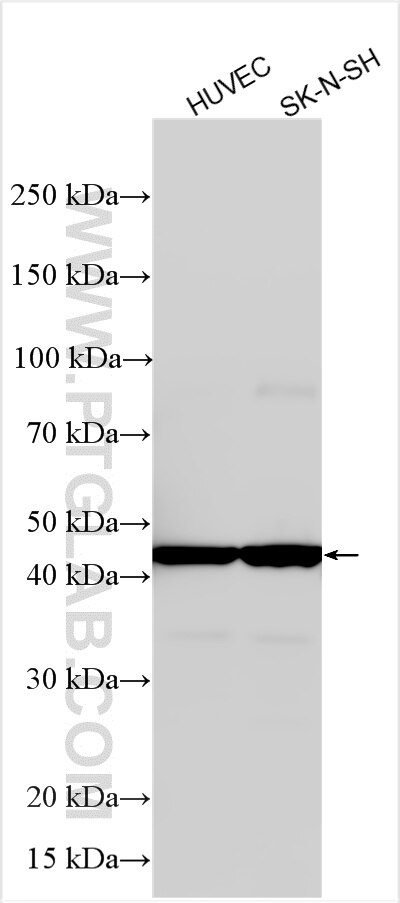 Western Blot (WB) analysis of various lysates using GDF6/BMP-13 Polyclonal antibody (33521-1-AP)