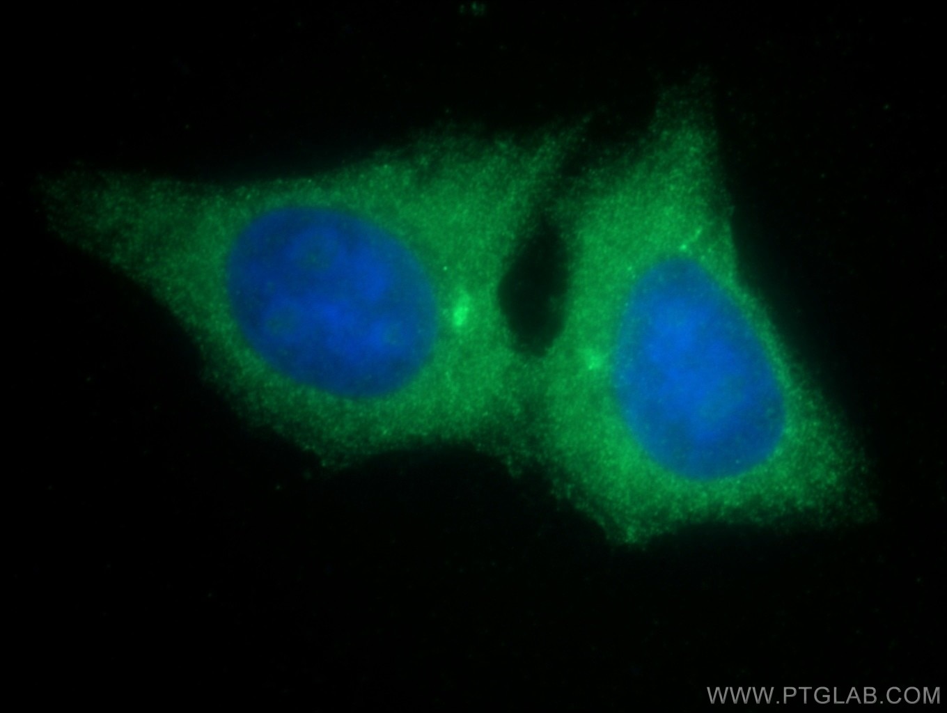 Immunofluorescence (IF) / fluorescent staining of HepG2 cells using GDF9 Polyclonal antibody (19894-1-AP)