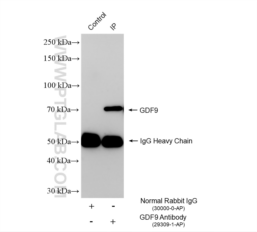 Immunoprecipitation (IP) experiment of A2780 cells using GDF9 Polyclonal antibody (29309-1-AP)