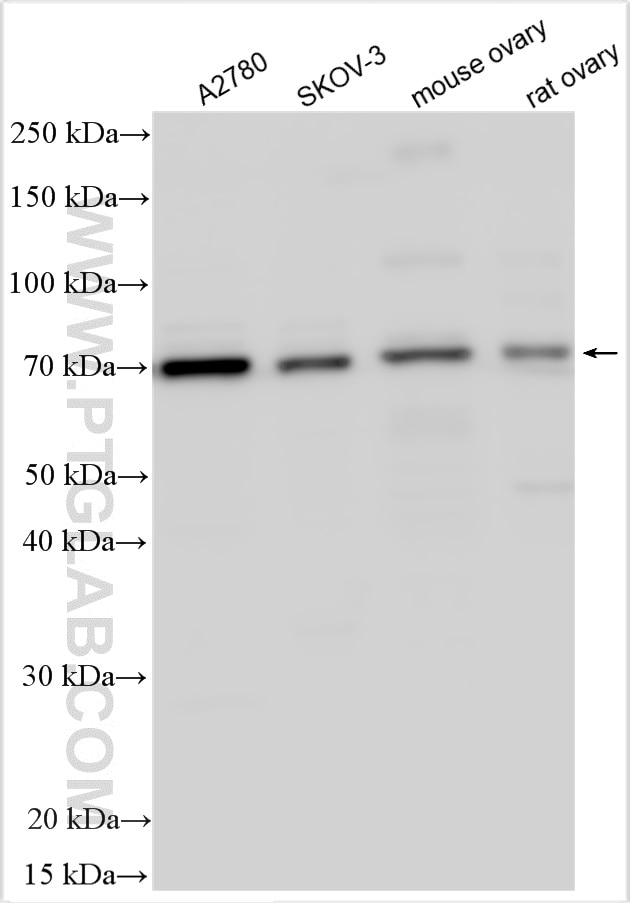 Western Blot (WB) analysis of various lysates using GDF9 Polyclonal antibody (29309-1-AP)