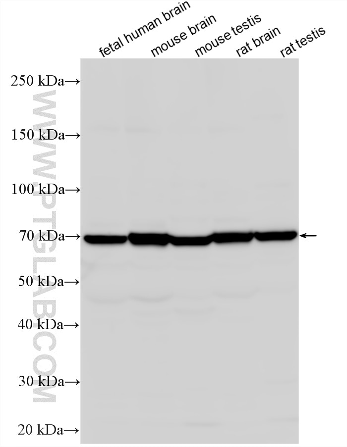 Western Blot (WB) analysis of various lysates using GDF9 Polyclonal antibody (29309-1-AP)