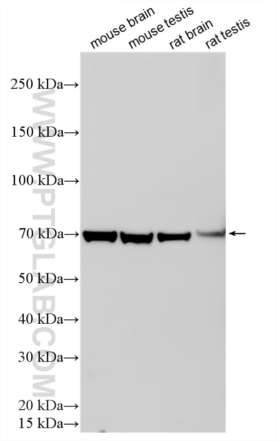 Western Blot (WB) analysis of various lysates using GDF9 Polyclonal antibody (29309-1-AP)