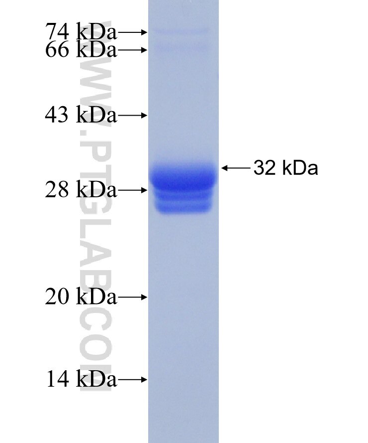 GDF9 fusion protein Ag29603 SDS-PAGE