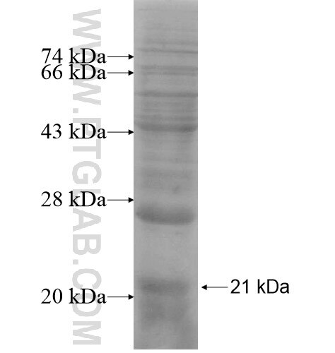 GDF9 fusion protein Ag13861 SDS-PAGE