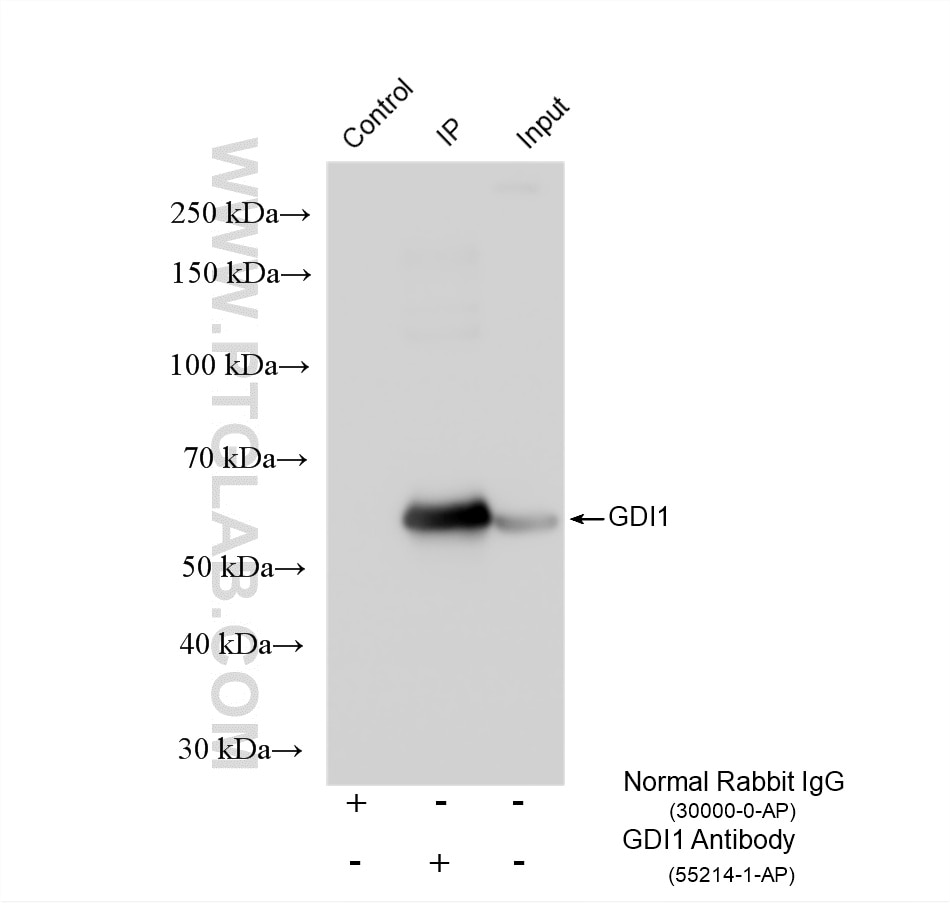 Immunoprecipitation (IP) experiment of SH-SY5Y cells using GDI1 Polyclonal antibody (55214-1-AP)