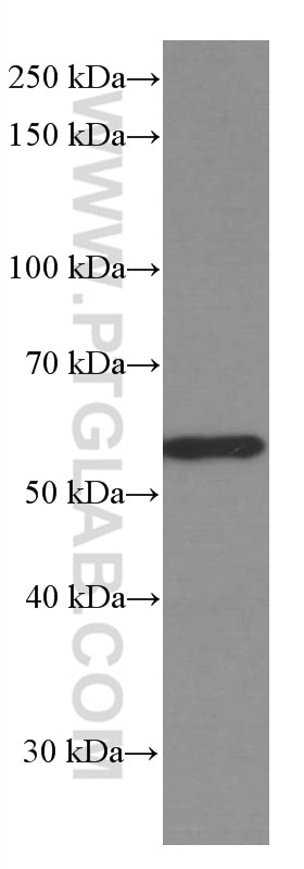 Western Blot (WB) analysis of U-251 cells using GDI1 Monoclonal antibody (66434-1-Ig)