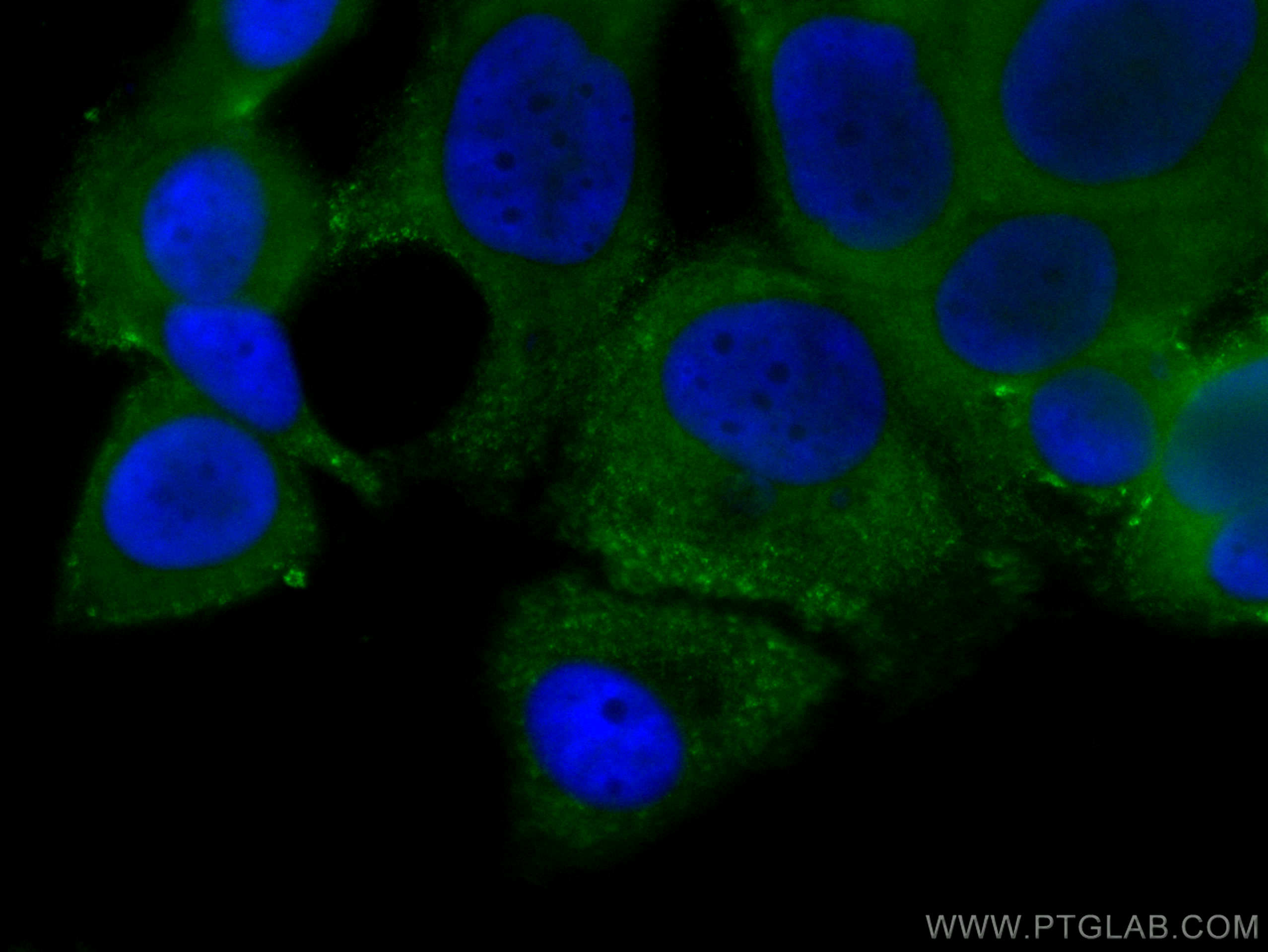Immunofluorescence (IF) / fluorescent staining of MCF-7 cells using CoraLite® Plus 488-conjugated GDI1 Monoclonal anti (CL488-66434)