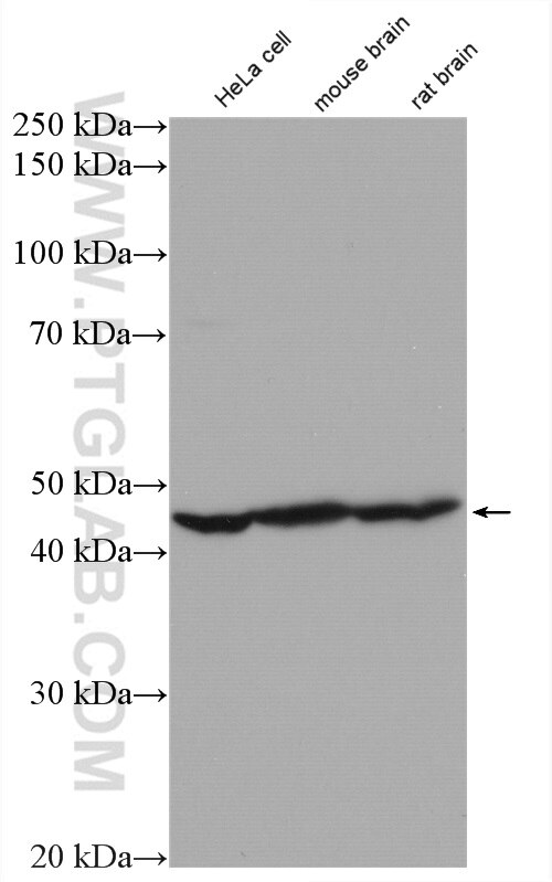 Western Blot (WB) analysis of various lysates using GDI2 Polyclonal antibody (10116-1-AP)