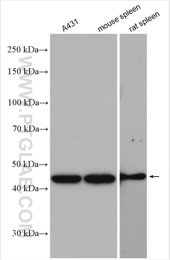 Western Blot (WB) analysis of A431 cells using GDI2 Polyclonal antibody (10116-1-AP)