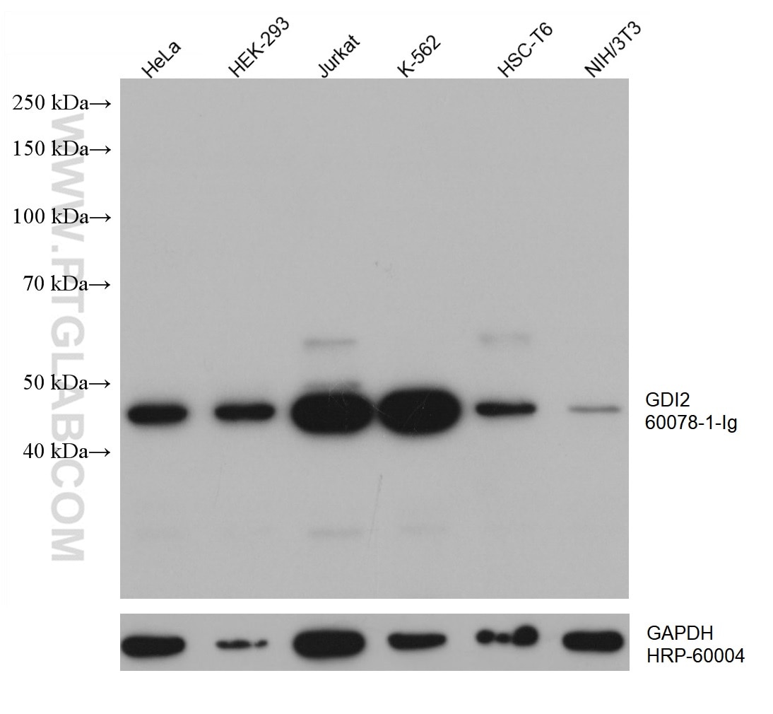 Western Blot (WB) analysis of various lysates using GDI2 Monoclonal antibody (60078-1-Ig)