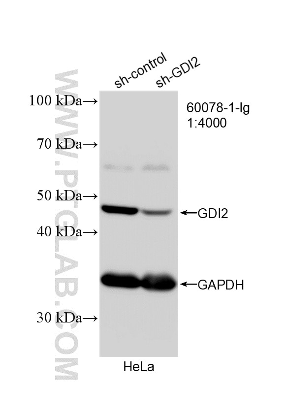 WB analysis of HeLa using 60078-1-Ig Western Blot (WB) analysis of HeLa cells using GDI2 Monoclonal antibody (60078-1-Ig)