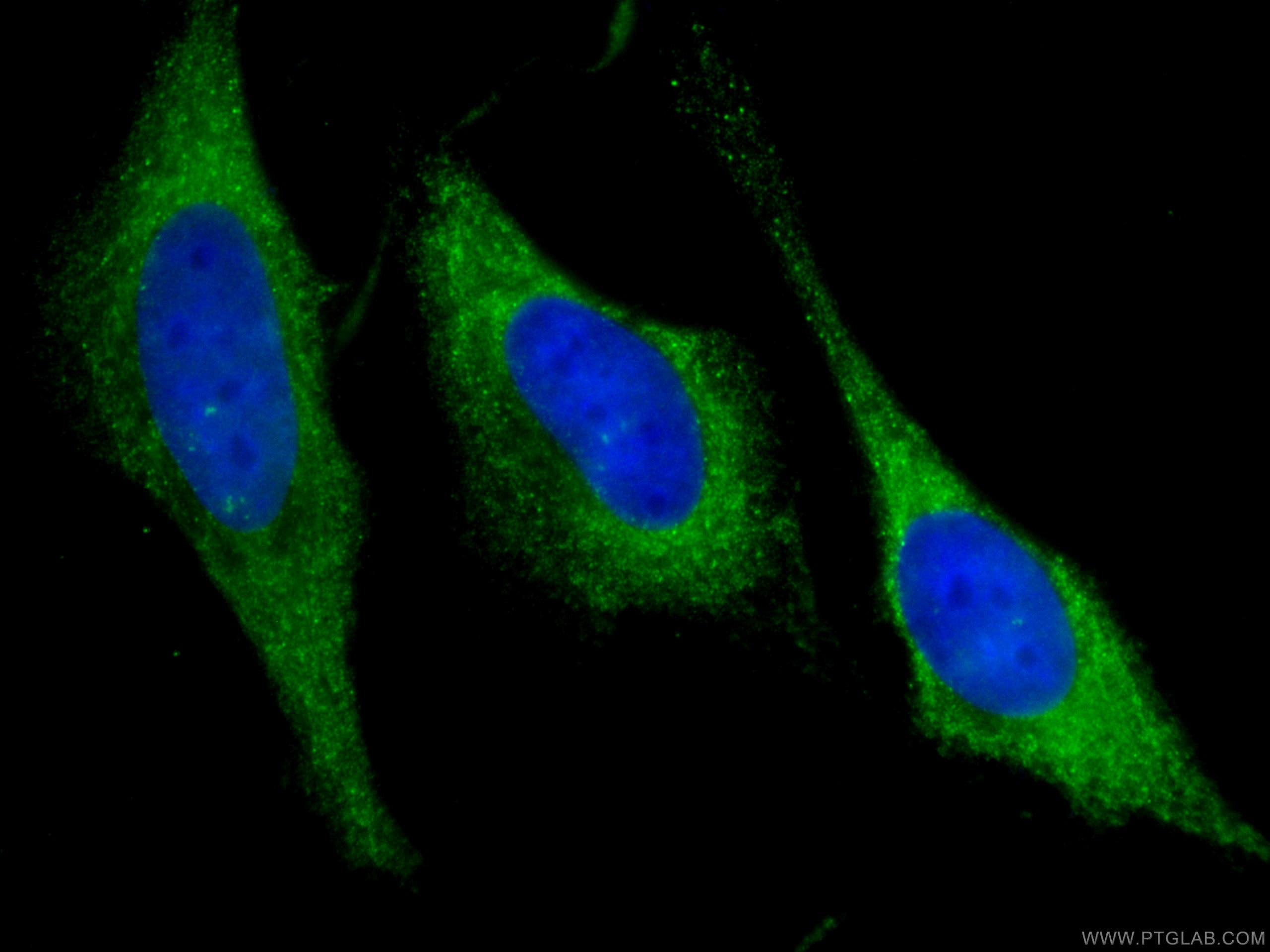 Immunofluorescence (IF) / fluorescent staining of HeLa cells using CoraLite® Plus 488-conjugated GDI2 Monoclonal anti (CL488-60078)