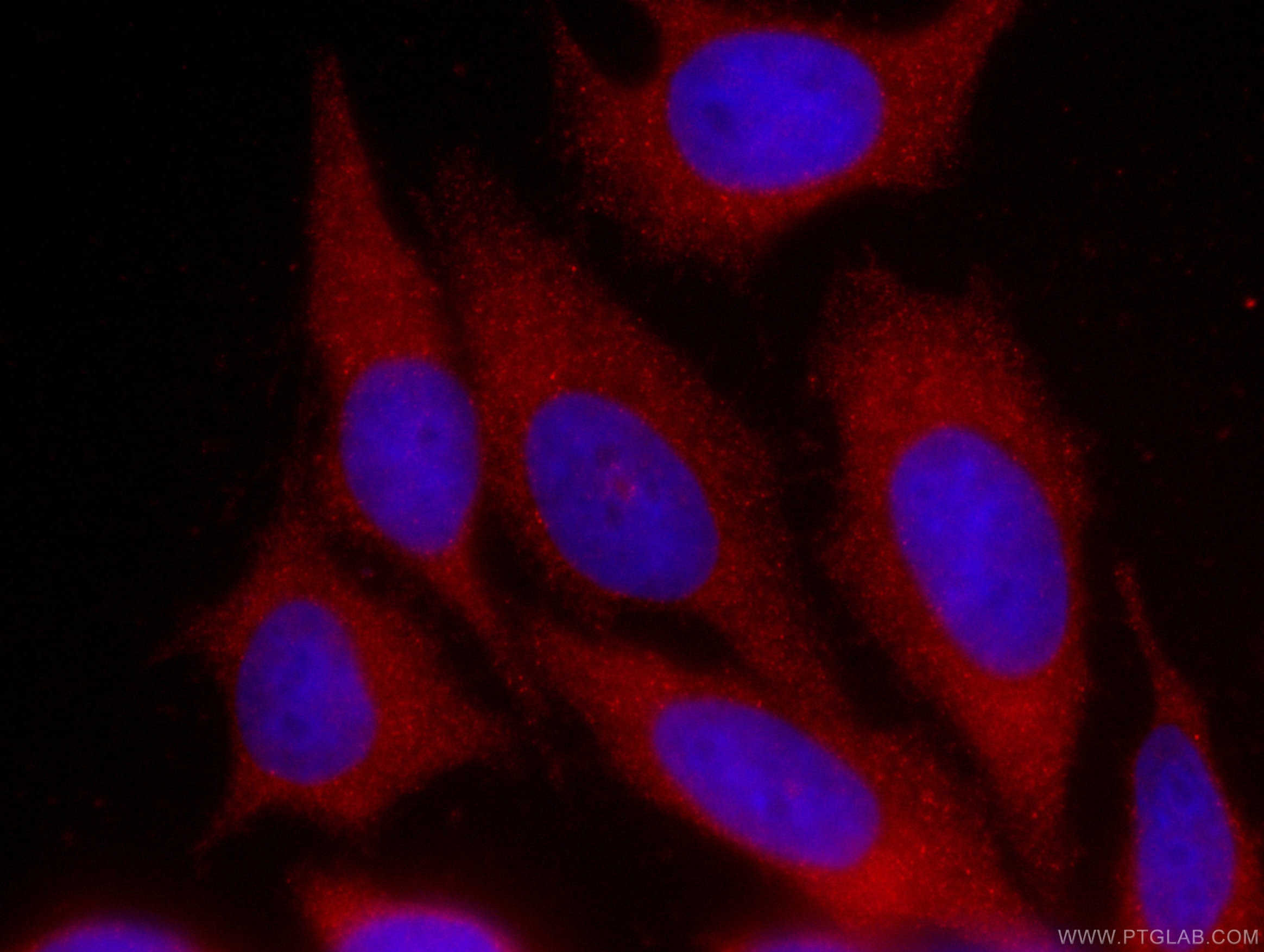 Immunofluorescence (IF) / fluorescent staining of HeLa cells using CoraLite®594-conjugated GDI2 Monoclonal antibody (CL594-60078)
