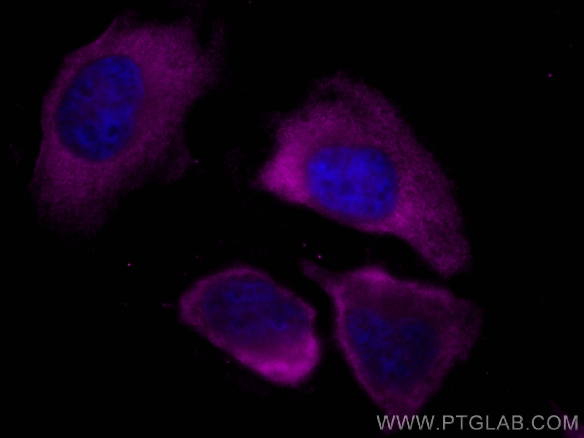 Immunofluorescence (IF) / fluorescent staining of HeLa cells using CoraLite® Plus 647-conjugated GDI2 Monoclonal anti (CL647-60078)