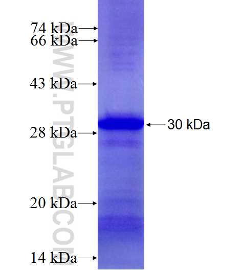 GDI2 fusion protein Ag4613 SDS-PAGE