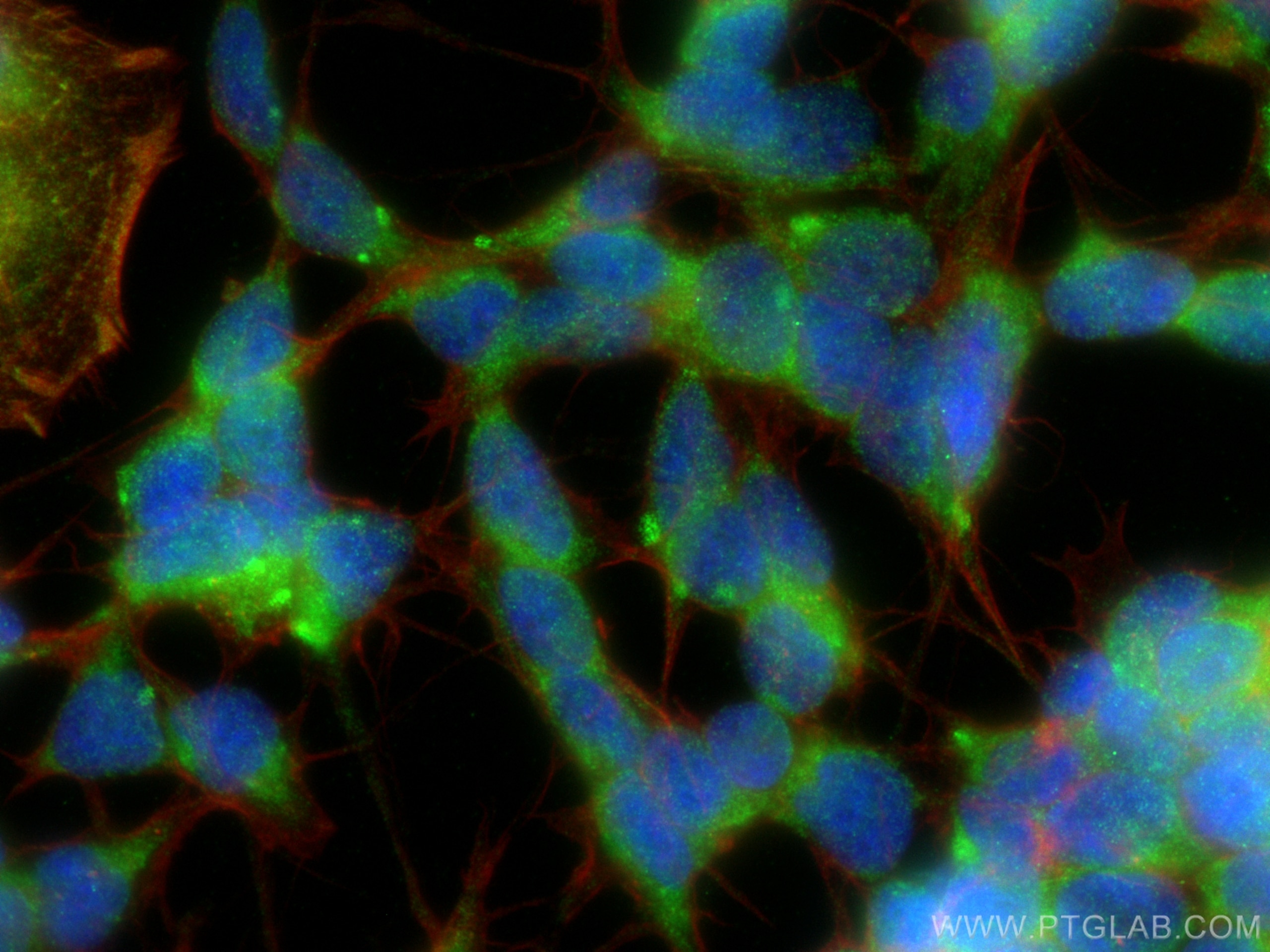 Immunofluorescence (IF) / fluorescent staining of SH-SY5Y cells using human GDNF Polyclonal antibody (26179-1-AP)