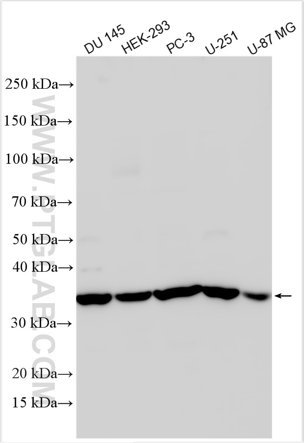 Western Blot (WB) analysis of various lysates using GDNF Polyclonal antibody (26179-1-AP)