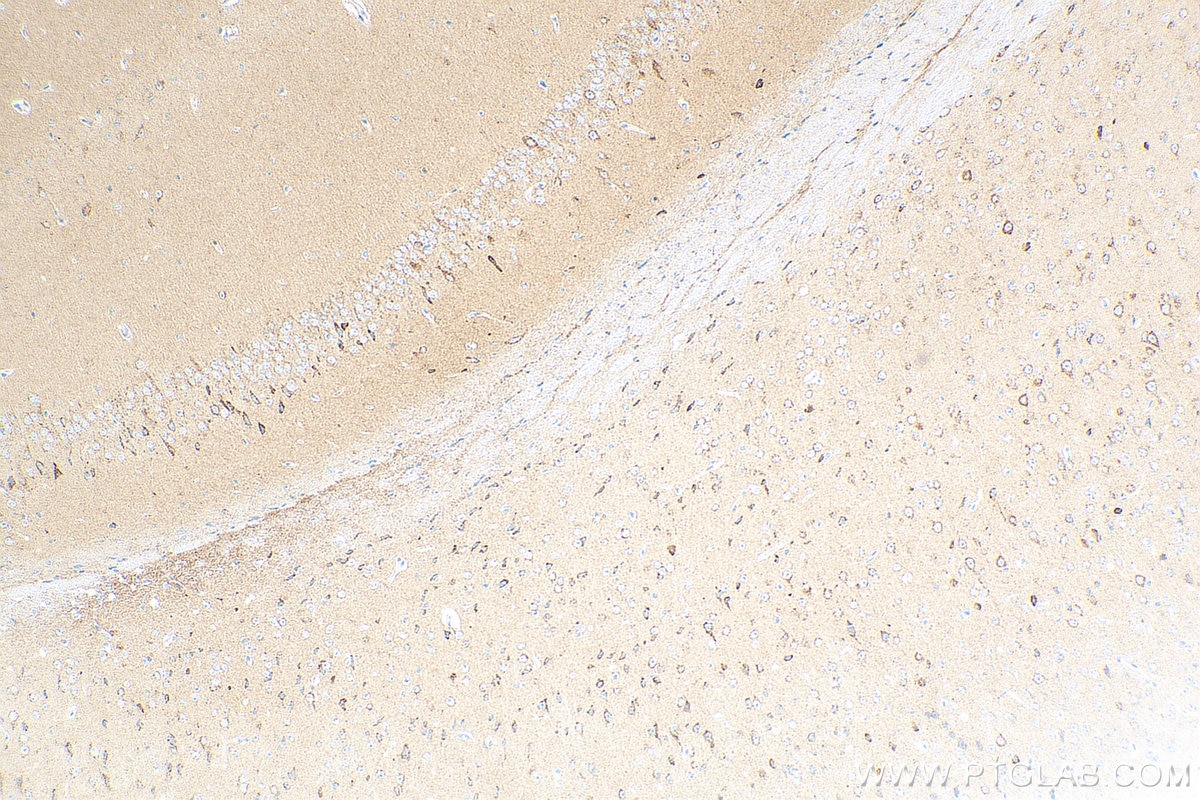 Immunohistochemistry (IHC) staining of mouse brain tissue using GDNF Recombinant antibody (83087-1-RR)