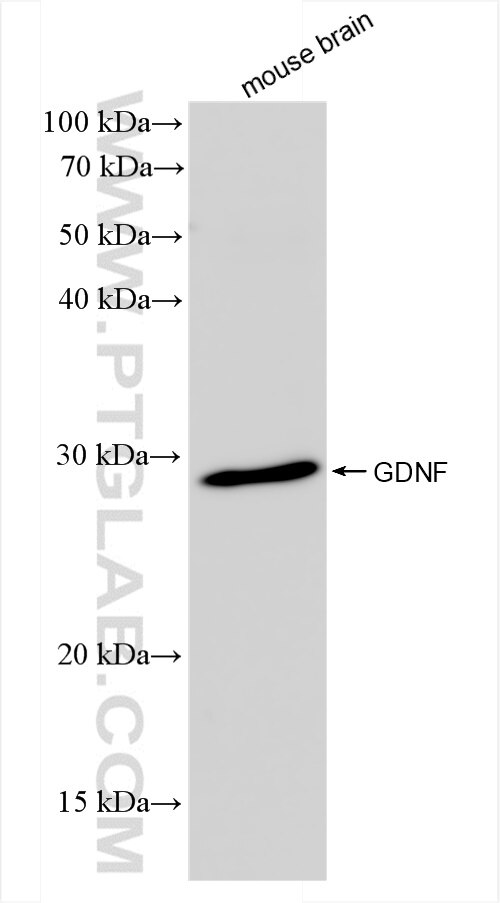 Western Blot (WB) analysis of mouse brain tissue using GDNF Recombinant antibody (83087-2-RR)
