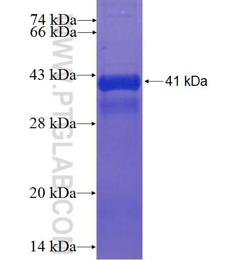 GDNF fusion protein Ag24068 SDS-PAGE