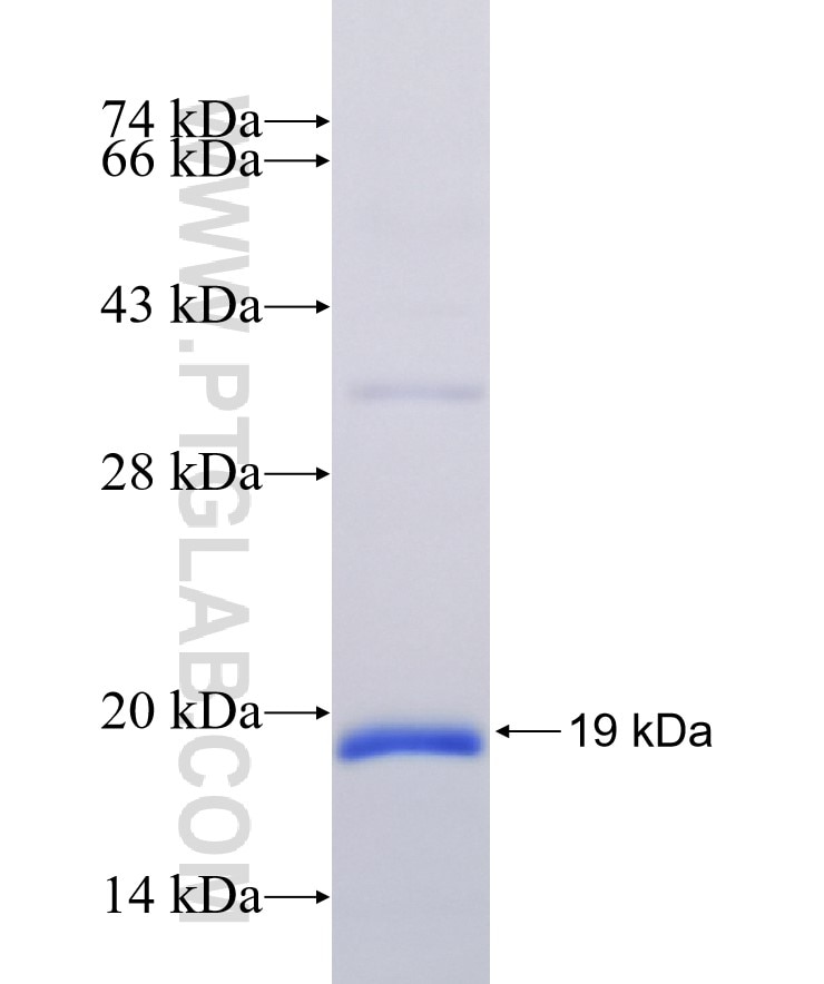GDNF fusion protein Ag24192 SDS-PAGE