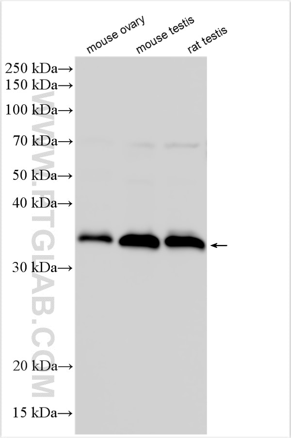Western Blot (WB) analysis of various lysates using GDPD1 Polyclonal antibody (27861-1-AP)