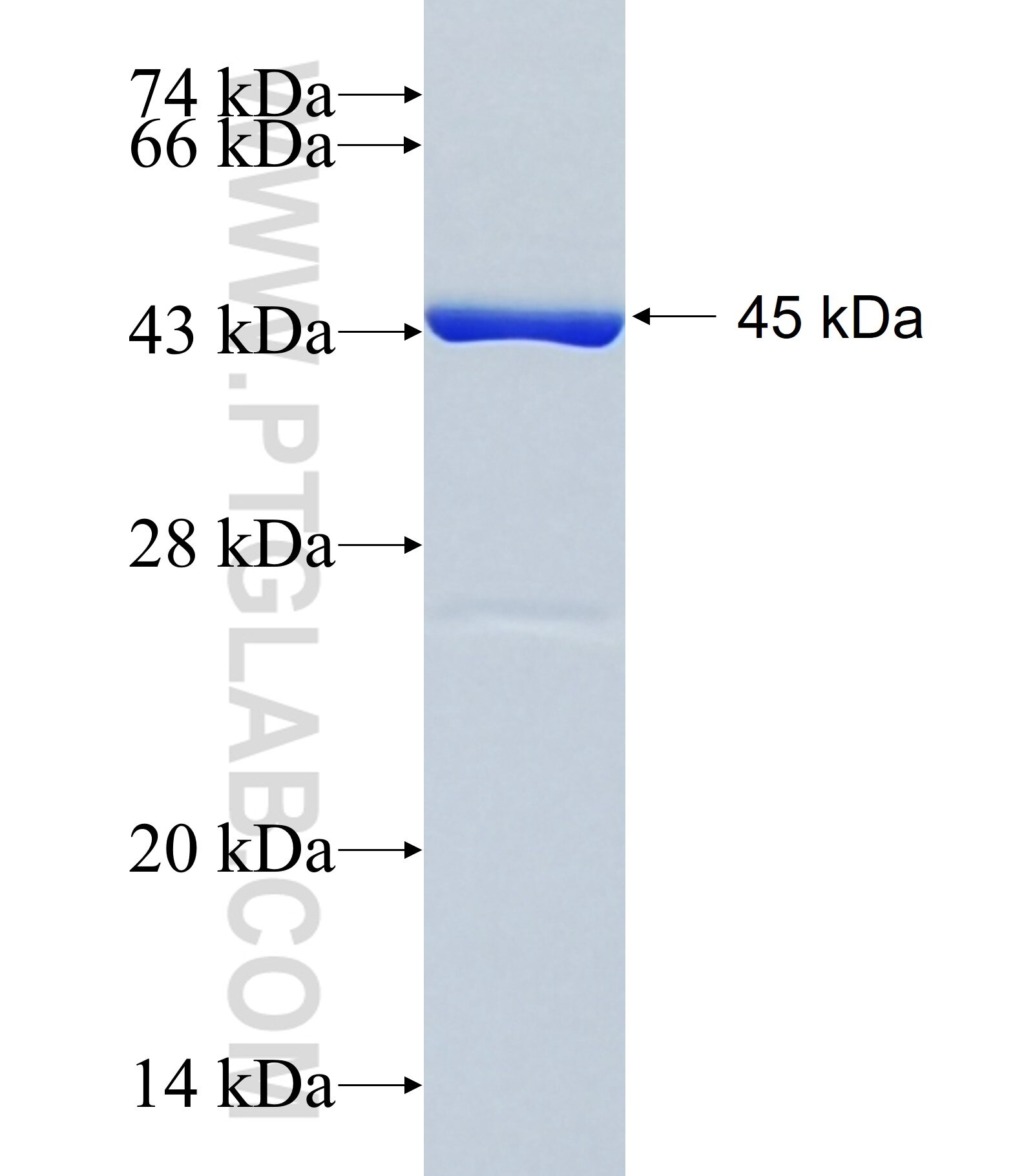 GDPD1 fusion protein Ag27371 SDS-PAGE