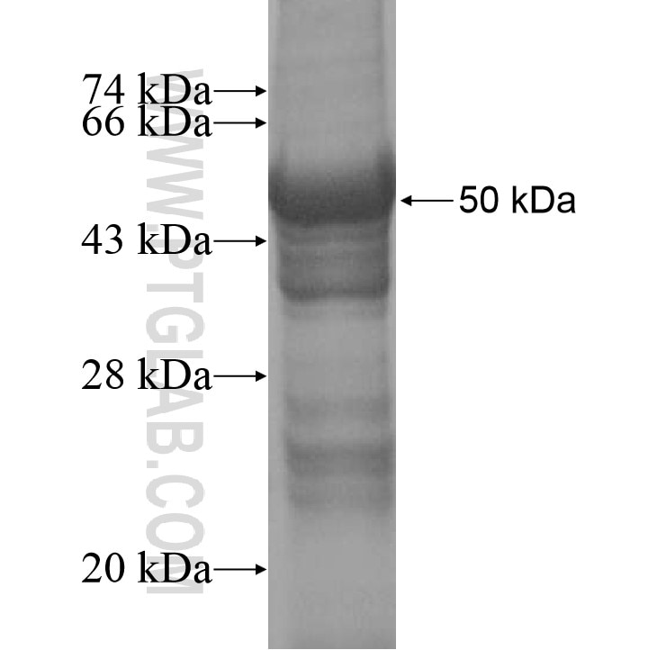 GDPD3 fusion protein Ag14230 SDS-PAGE