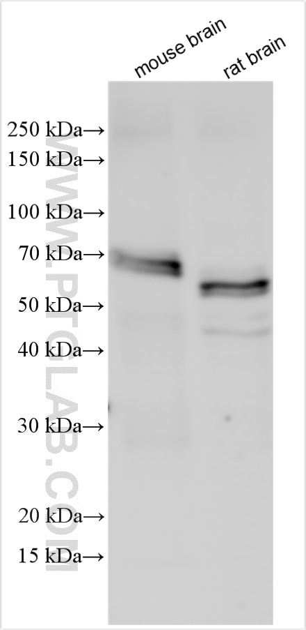 Western Blot (WB) analysis of various lysates using GEFT Polyclonal antibody (51004-1-AP)