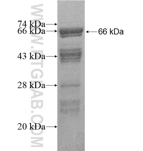 GEFT fusion protein Ag10436 SDS-PAGE