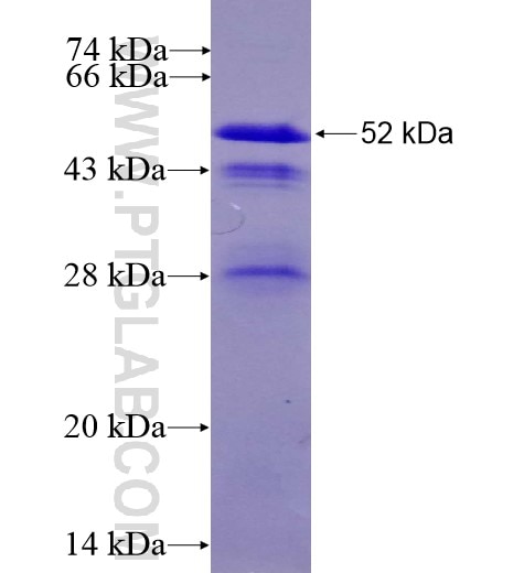 GEFT fusion protein Ag10819 SDS-PAGE