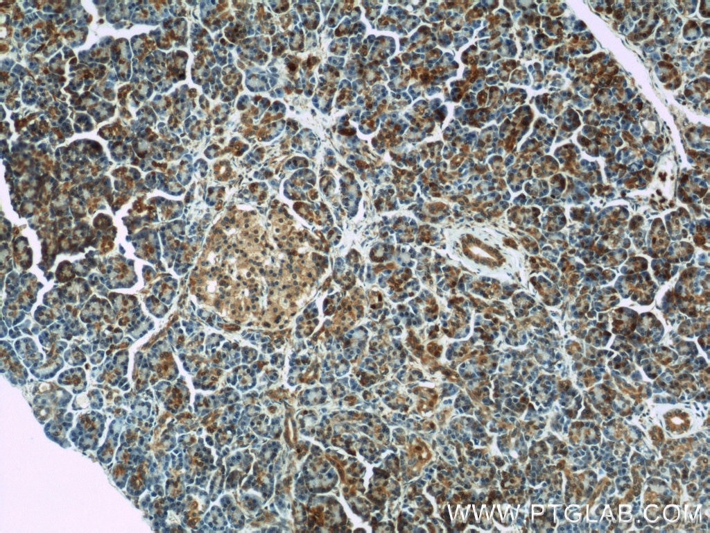 Immunohistochemistry (IHC) staining of human pancreas tissue using GEFT-Specific Polyclonal antibody (14839-1-AP)