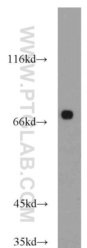 Western Blot (WB) analysis of HEK-293 cells using GEFT-Specific Polyclonal antibody (14839-1-AP)