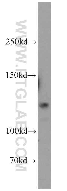 Western Blot (WB) analysis of HeLa cells using GEMIN4 Polyclonal antibody (12408-1-AP)