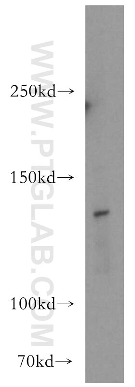 Western Blot (WB) analysis of HEK-293 cells using GEMIN4 Polyclonal antibody (12408-1-AP)