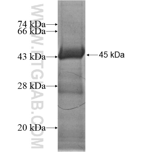 GEMIN4 fusion protein Ag13643 SDS-PAGE