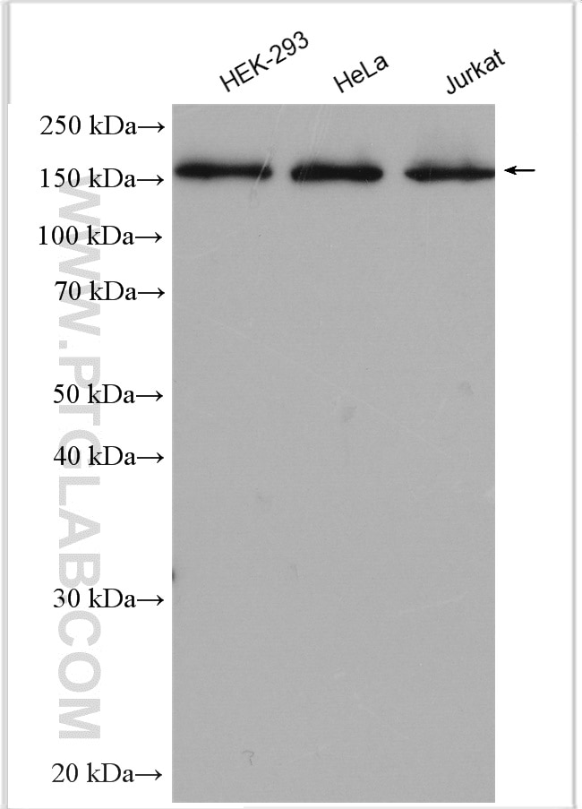 Western Blot (WB) analysis of various lysates using GEMIN5 Polyclonal antibody (24897-1-AP)